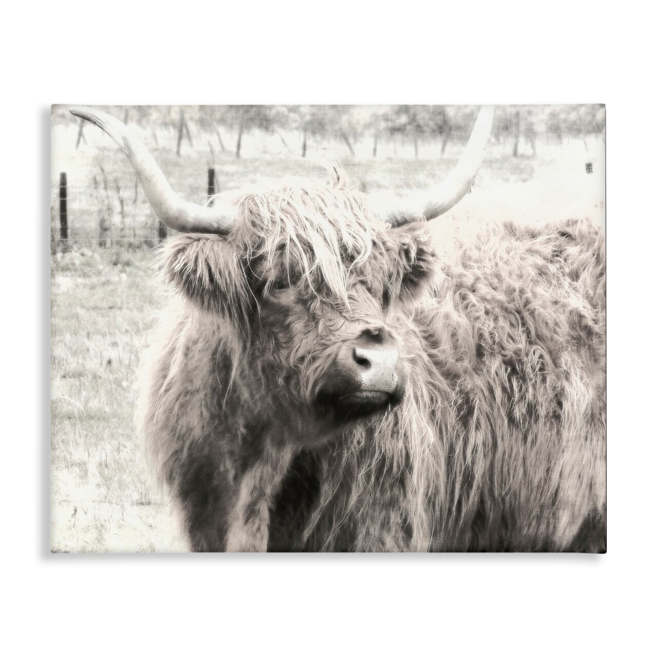 Stupell Industries Highland Cow Gazing Portrait Canvas Wall Art Design by Graffi*tee Studios